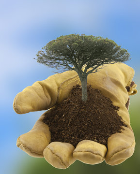 planter des arbres