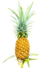 Isolated Pineapple on white background