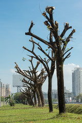 Trimmed trees