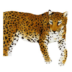 ヒョウのイラスト