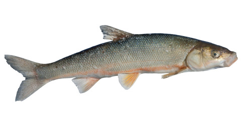 Fish (Leuciscus brandti) 13