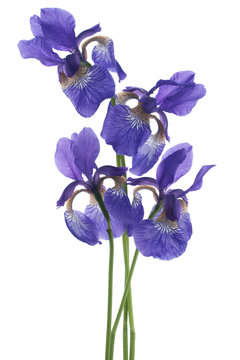 iris