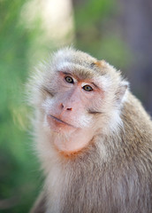 Портрет обезьяны.