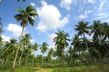 Obraz na płótnie Canvas Plantacja Kokos