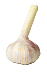 Garlic closeup