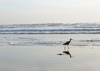 Sandpiper on the beach