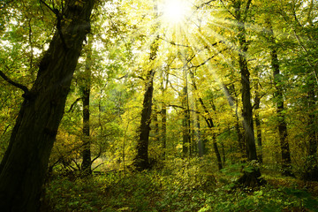 Landschaft 234