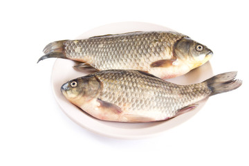 carp