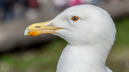 Seagull