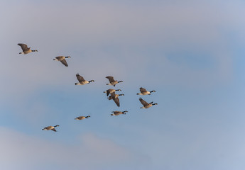 Migrating geese