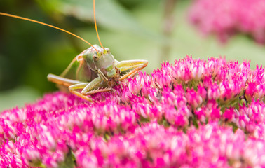 Grasshopper