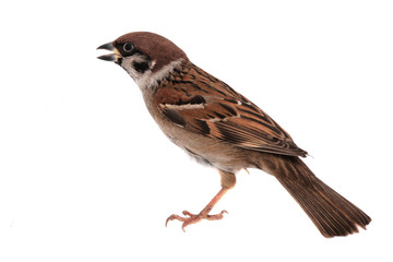 sparrow