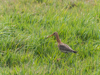 Godwit