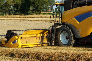 Obraz premium Yellov combine on field harvesting gold wheat