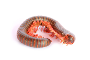 Millipede