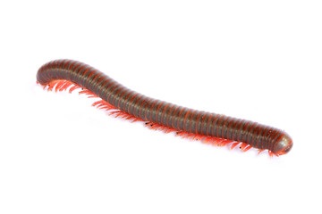 Millipede