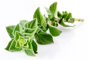 Oregano isolated on white
