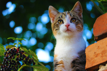 Katzenbaby