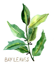 Bay leaves