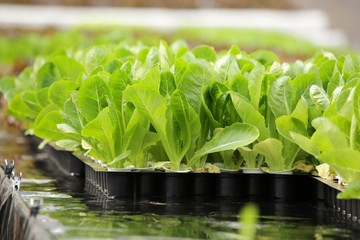 Hydroponic vegetable is planted in a garden.