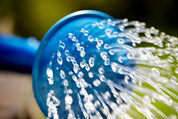 Blue watering can used to water the green grass