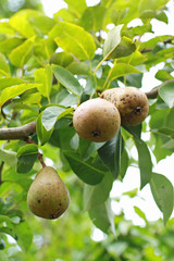 Fresh raw pears on the tree