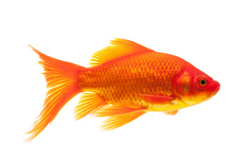 Red Goldfish