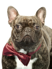 French bulldog with bow tie isolated on white