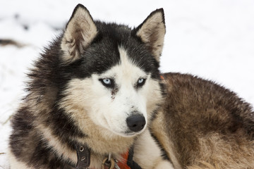Portrait of a siberian husky dog