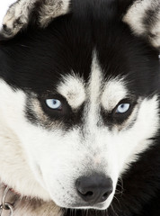 Portrait of a siberian husky dog