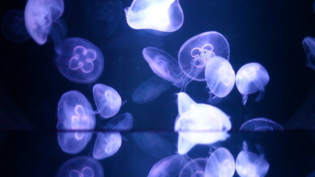 Group of fluorescent Jellyfish spinning around