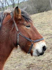 Fototapeta premium Kaltblutpferd