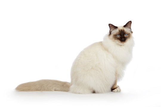 portrait v&eacute;ritable chat Sacr&eacute; de Birmanie