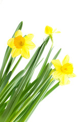 Fototapeta premium yellow daffodils