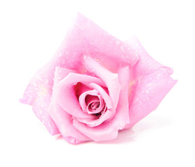 Beautiful rose isolated on white backgroun