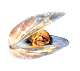 a mussel in its shell isolated on a white background