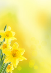 Naklejka premium yellow spring background