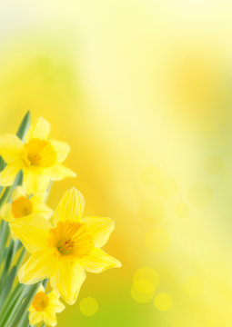 Yellow Spring Background