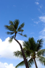 椰子の木