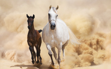 Purebred Arabian Horse