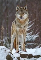 Abwaschbare Fototapete Wolf Wolf