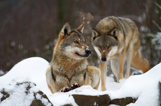 Fototapeta Wolf