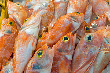 Red mullet fish for sale