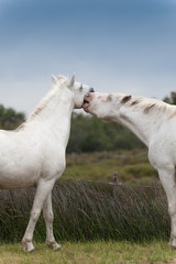 Obraz na płótnie Canvas Kissing dwa konie Camargue