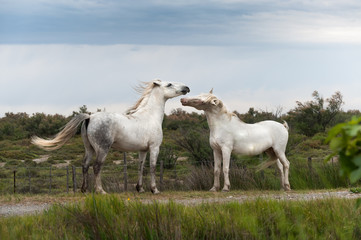 Obraz na płótnie Canvas Grając dwa białe konie Camargue