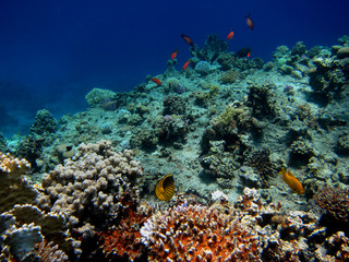Naklejka na ściany i meble zróżnicowany koral