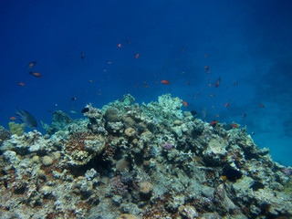 korallen huegel