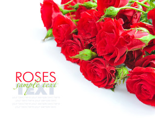 Red roses on white background