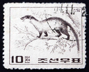 Fototapeta premium Postage stamp North Korea 1964 Yellow-throated Marten