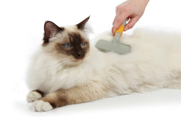 femme brossant chat sacré de Birmanie